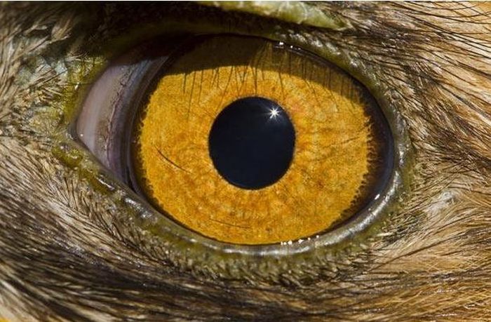 Guess the Animal (25 pics)
