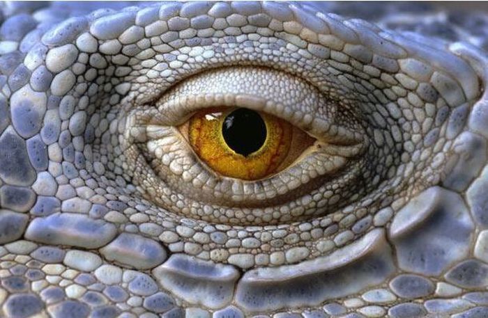 Guess the Animal (25 pics)