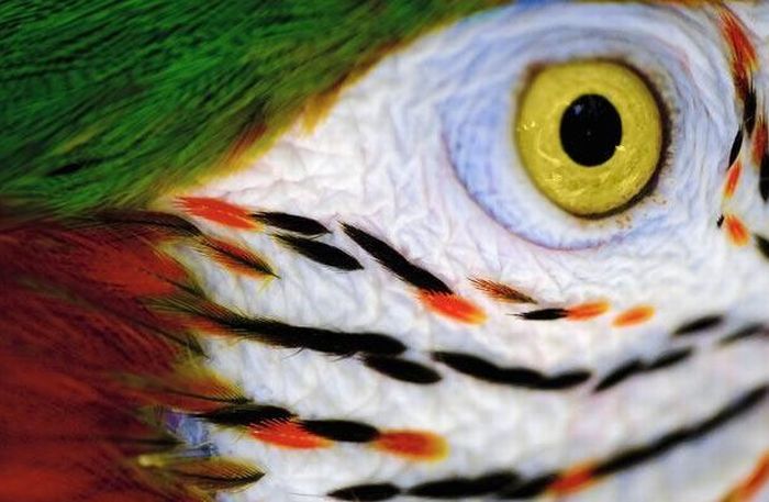 Guess the Animal (25 pics)