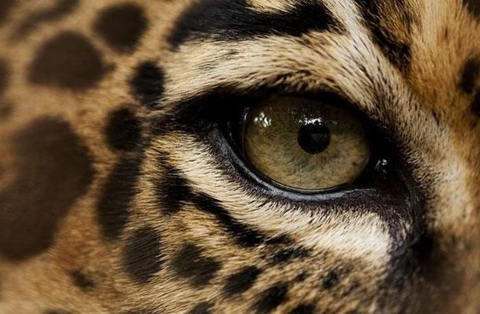 Guess the Animal (25 pics)