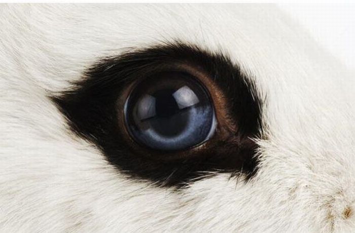 Guess the Animal (25 pics)