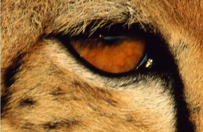 Guess the Animal (25 pics)