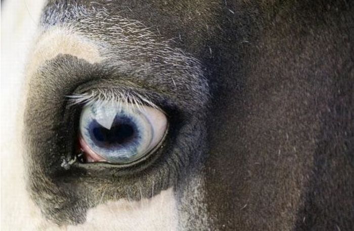 Guess the Animal (25 pics)