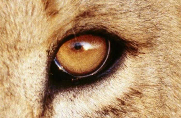 Guess the Animal (25 pics)