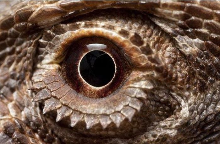 Guess the Animal (25 pics)