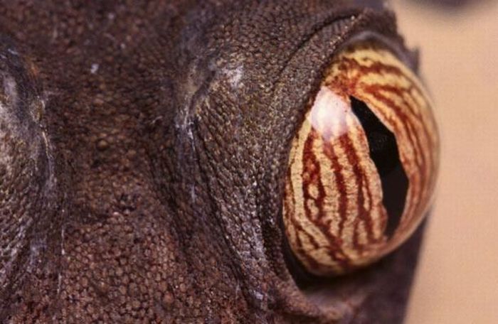 Guess the Animal (25 pics)