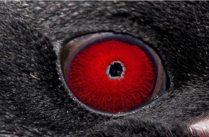 Guess the Animal (25 pics)