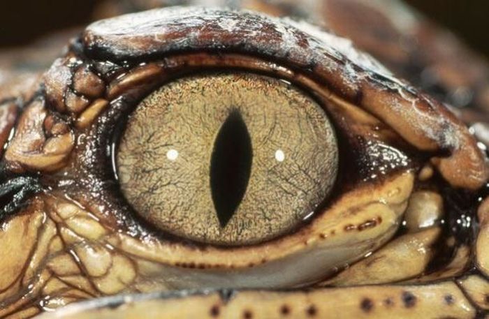 Guess the Animal (25 pics)