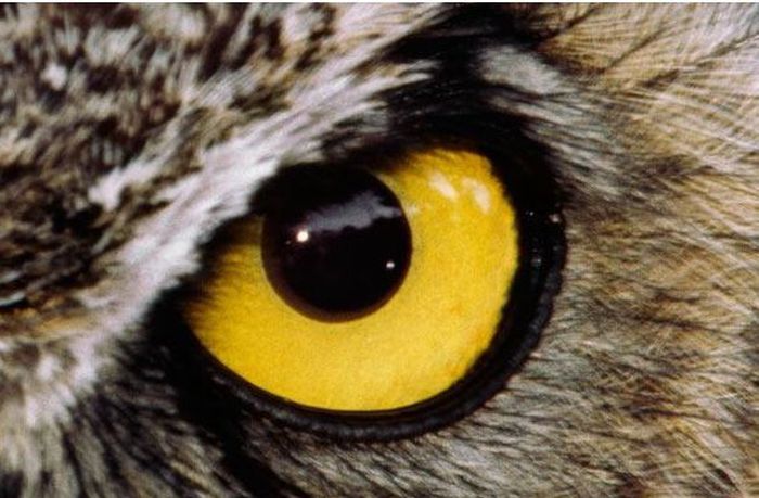 Guess the Animal (25 pics)
