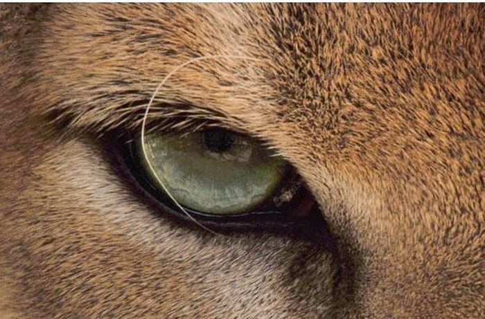 Guess the Animal (25 pics)