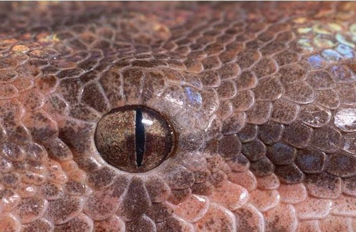 Guess the Animal (25 pics)