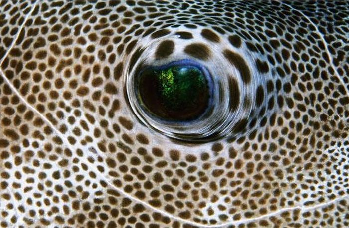 Guess the Animal (25 pics)