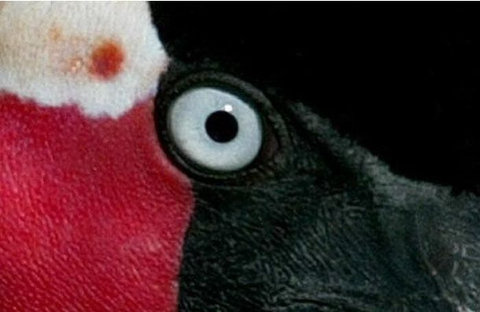 Guess the Animal (25 pics)