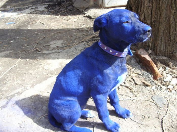 Blue Dog (7 pics)