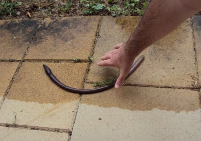 A Giant Worm (3 pics)