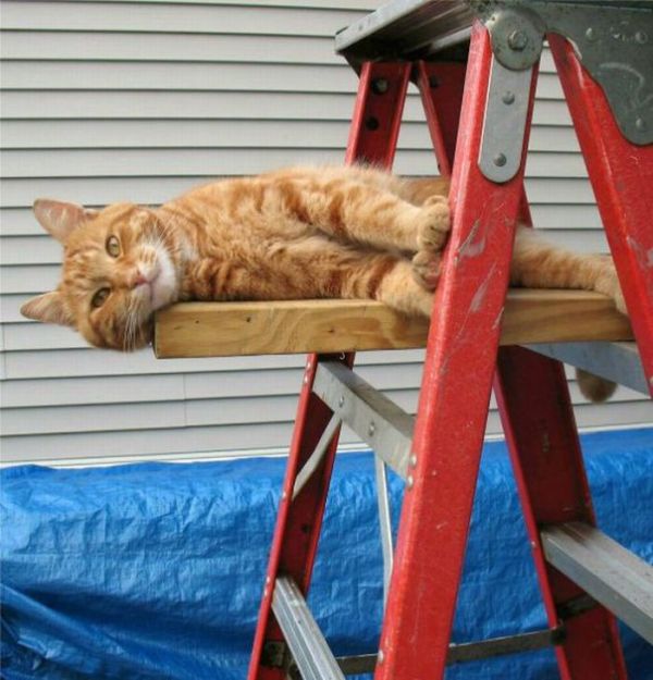 A Cat Who Likes to Relax (14 pics)