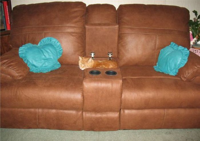 A Cat Who Likes to Relax (14 pics)