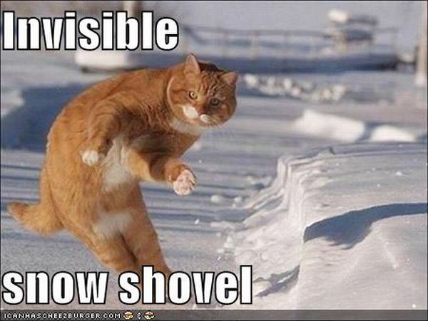 Cats and Invisible objects (25 pics)