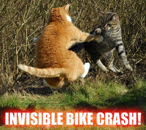 Cats and Invisible objects (25 pics)