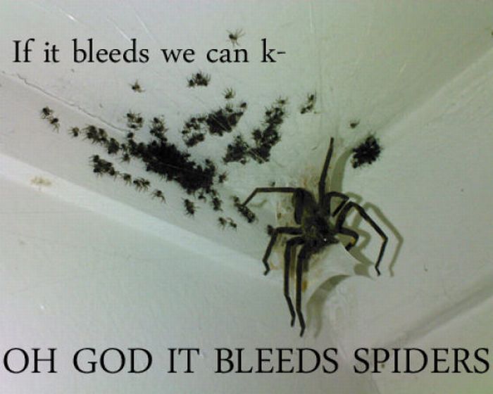 ROFL Spiders (52 pics)