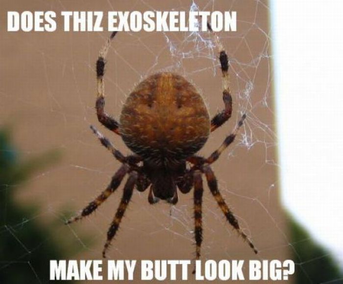 ROFL Spiders (52 pics)
