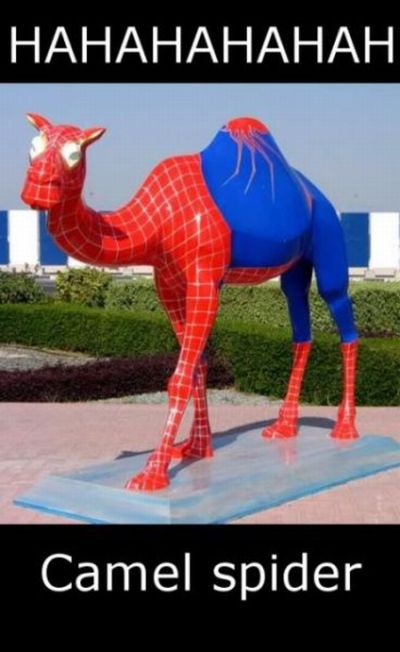 ROFL Spiders (52 pics)