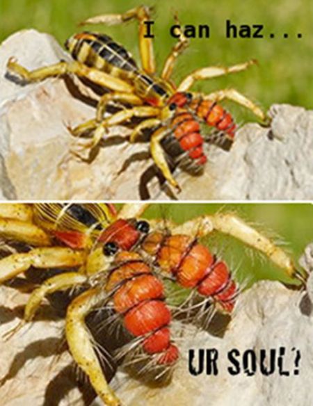 ROFL Spiders (52 pics)