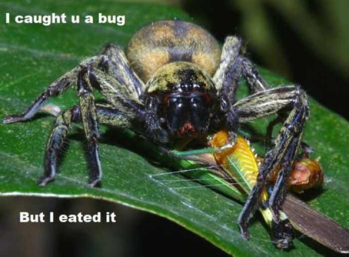 ROFL Spiders (52 pics)