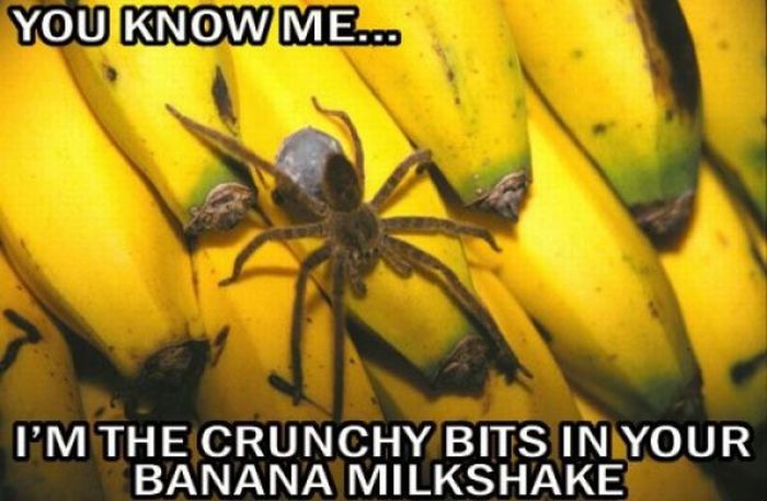 ROFL Spiders (52 pics)