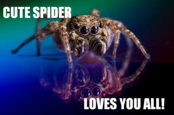 ROFL Spiders (52 pics)