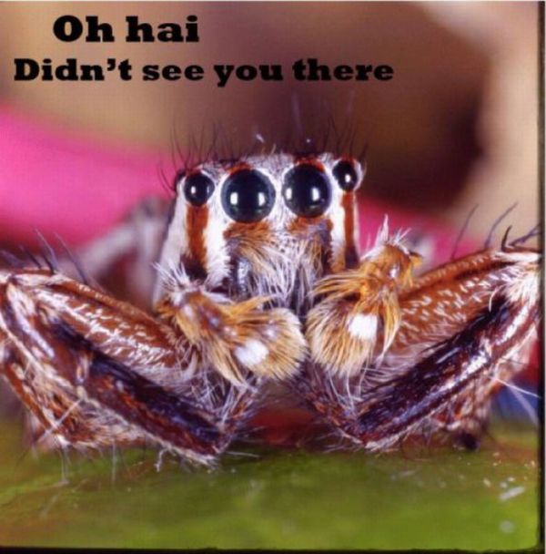 ROFL Spiders (52 pics)