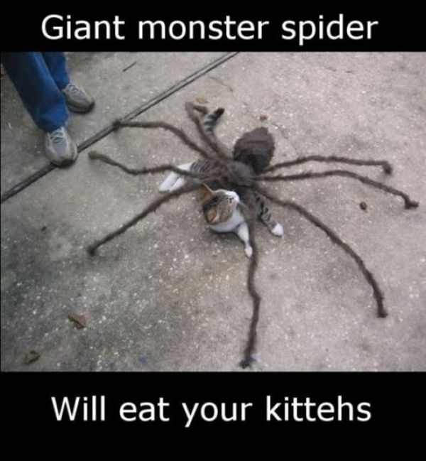 ROFL Spiders (52 pics)