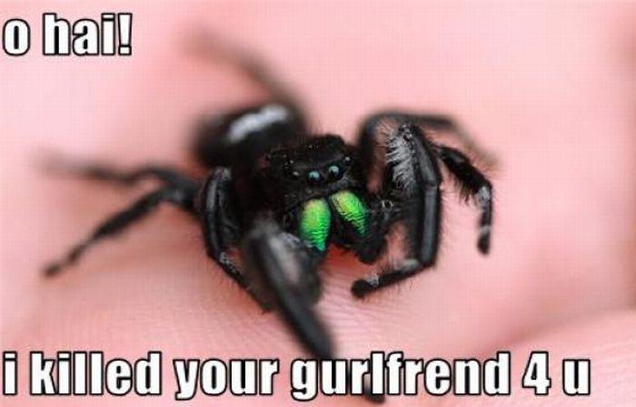 ROFL Spiders (52 pics)