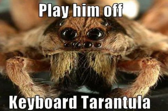 ROFL Spiders (52 pics)