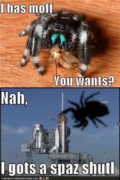 ROFL Spiders (52 pics)