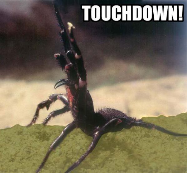 ROFL Spiders (52 pics)