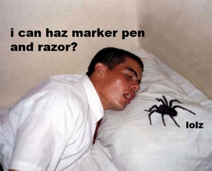 ROFL Spiders (52 pics)