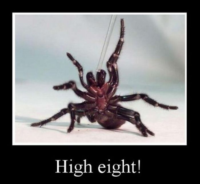 ROFL Spiders (52 pics)