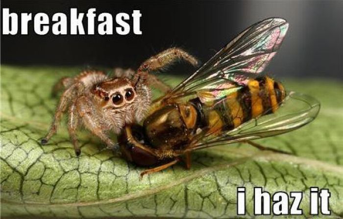 ROFL Spiders (52 pics)