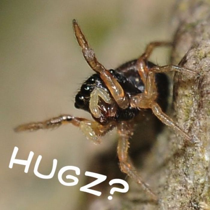 ROFL Spiders (52 pics)