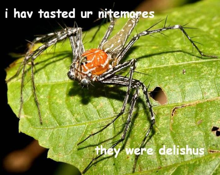 ROFL Spiders (52 pics)