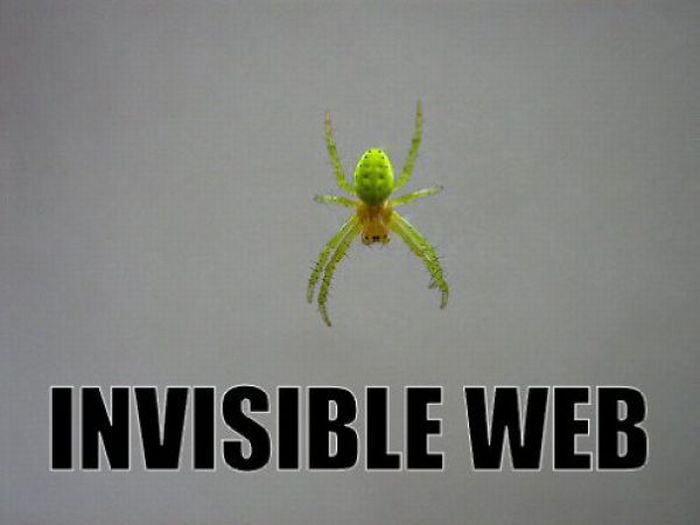 ROFL Spiders (52 pics)