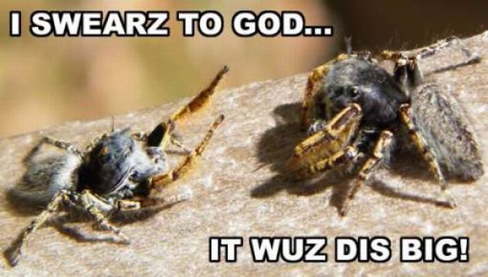 ROFL Spiders (52 pics)