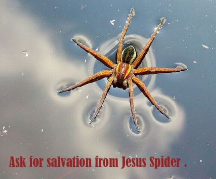 ROFL Spiders (52 pics)