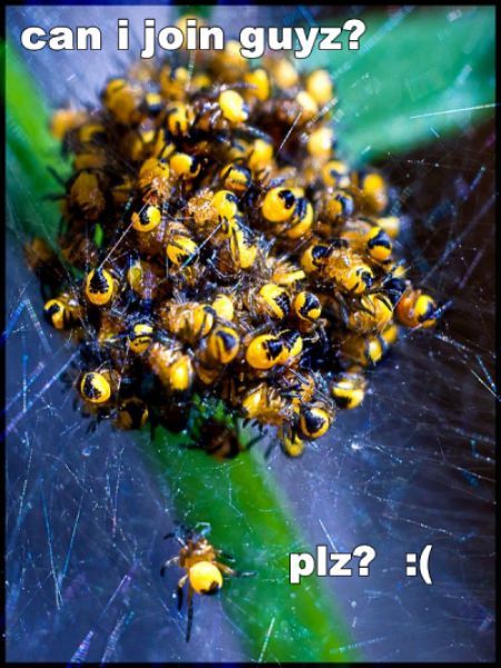 ROFL Spiders (52 pics)