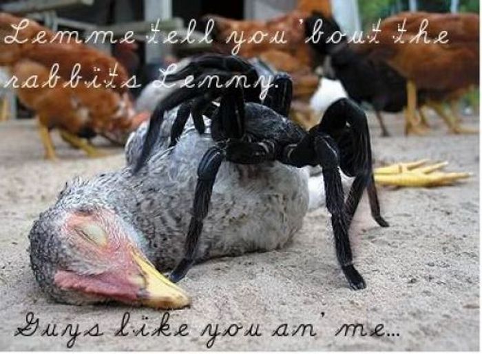 ROFL Spiders (52 pics)