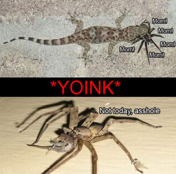 ROFL Spiders (52 pics)