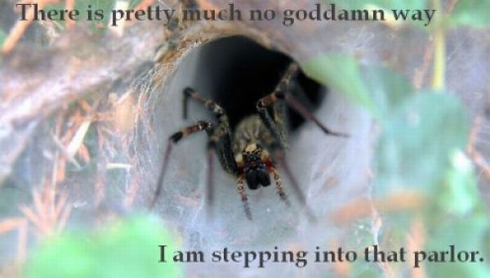 ROFL Spiders (52 pics)