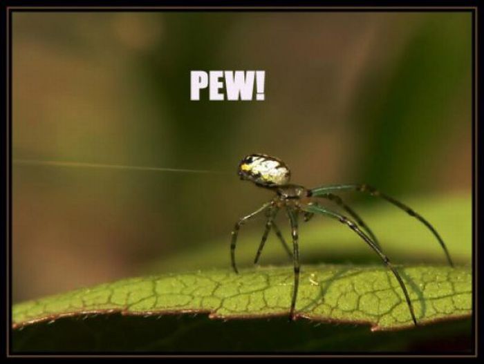 ROFL Spiders (52 pics)