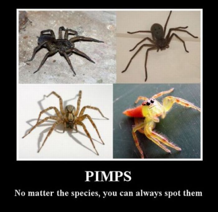 ROFL Spiders (52 pics)